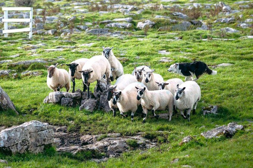 Sheep and Sheepdog Demonstrations, connemara, galway, Ireland 2