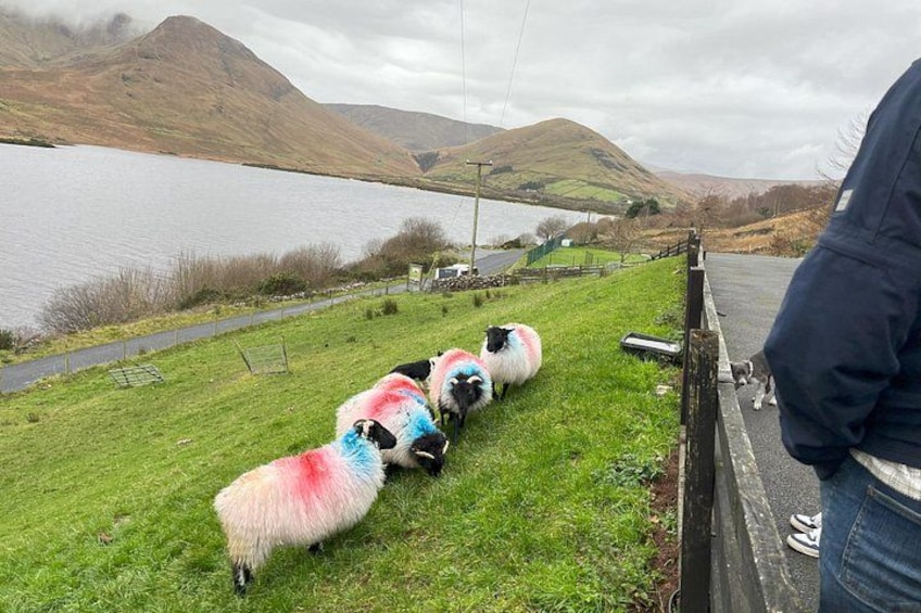 Sheep and sheepdog demo on hillside farm Connemara west of Ireland 3