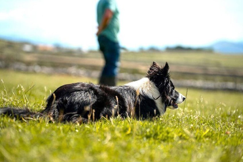 Sheepdog demonstration, on hillside sheep farm, Galway, Ireland 2