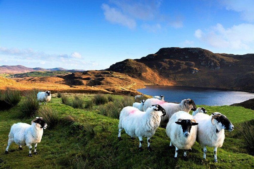 Black faced sheep, Inagh valley, Connemara mountains, galway, west of Ireland 1
