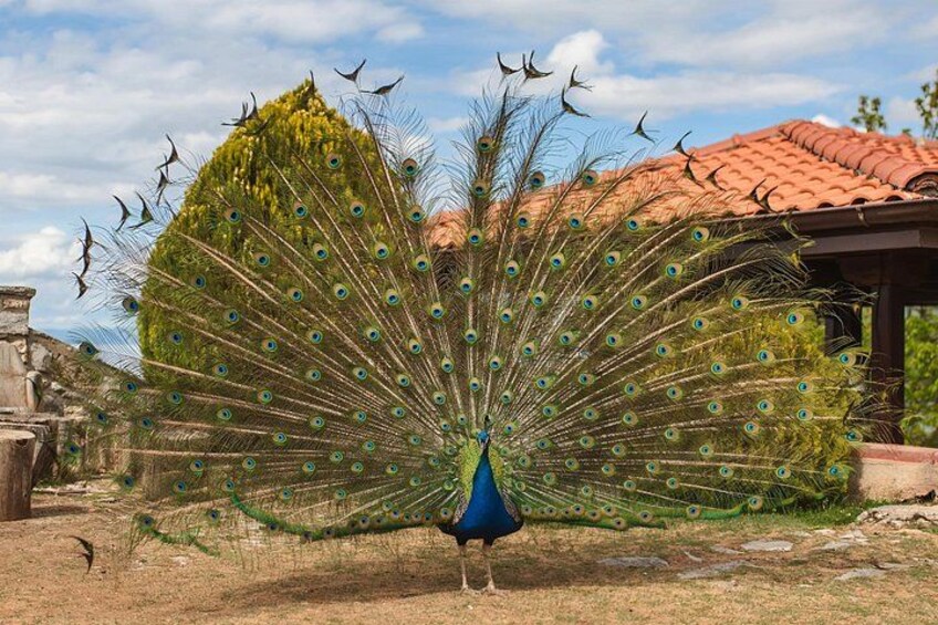A peacock with an open tail displaying its feathers, standing on a grassy area with a tiled roof structure in the background. 3