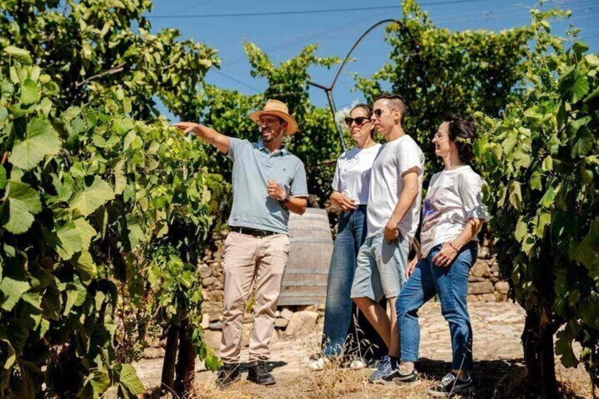 Douro Valley Lunch at Quinta dos Novais with Wine Pairings 5