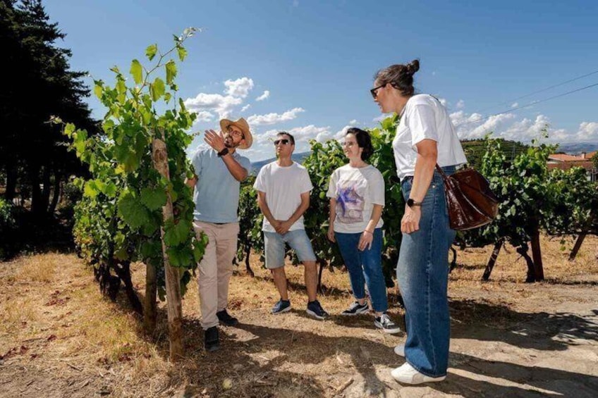 Douro Valley Lunch at Quinta dos Novais with Wine Pairings 2