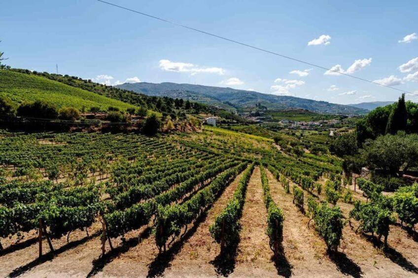 Douro Valley Lunch at Quinta dos Novais with Wine Pairings 3
