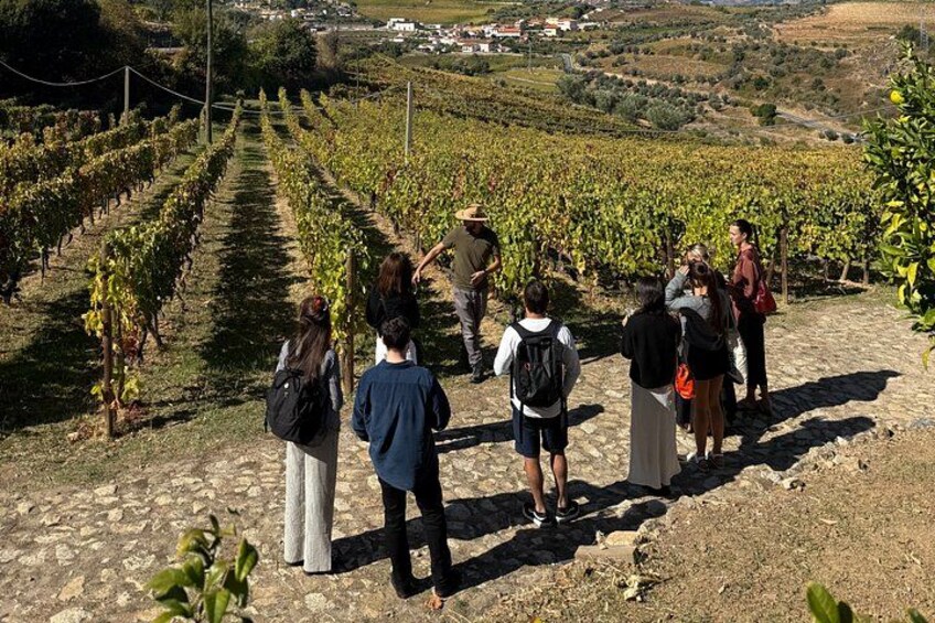 A guided walk through the vineyards to better understand the land behind each wine. 3