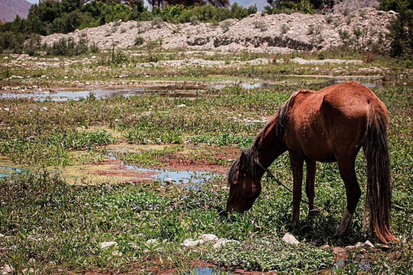 A brown horse grazing in a field with scattered rocks and sparse vegetation. 5