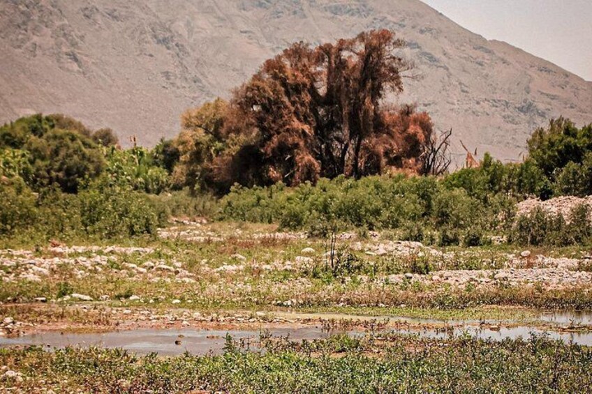 A dry riverbed with sparse vegetation, a large tree, and a mountain in the background. 4