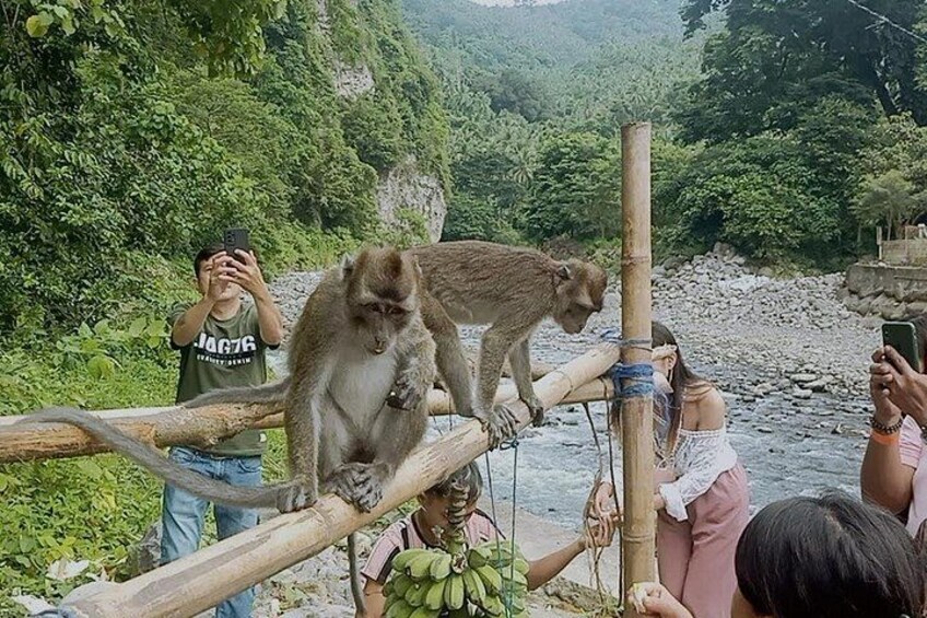 A monkey balancing on a wooden beam, people taking photos, and a river in the background. 2