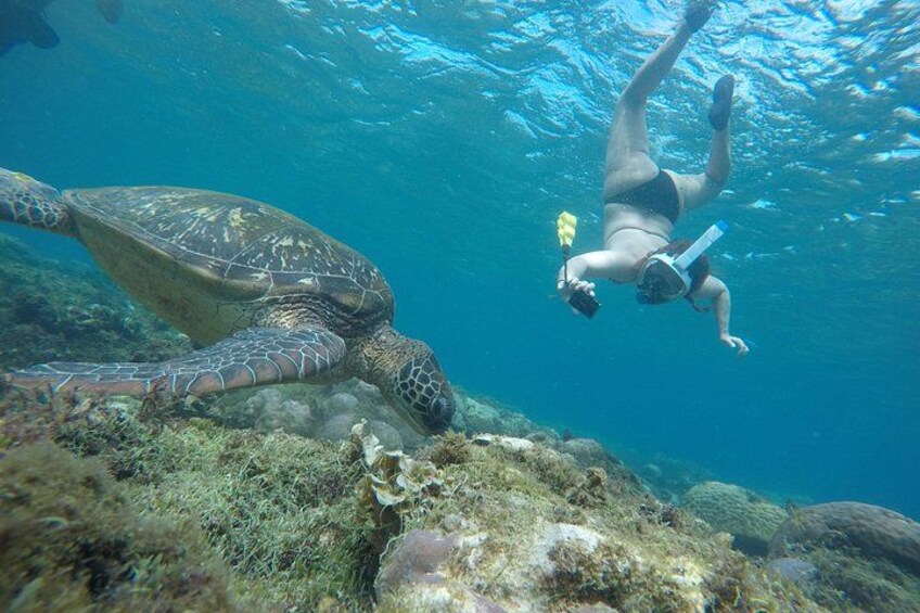 A diver swimming with a sea turtle near a coral reef. 5