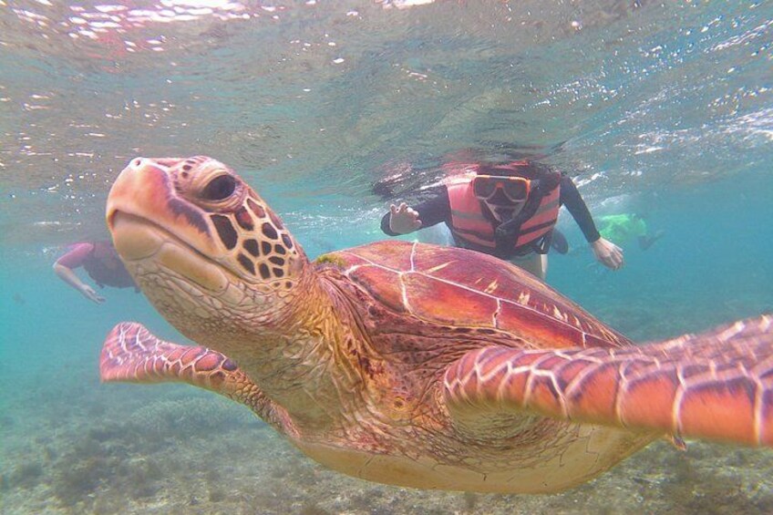 A sea turtle swimming underwater with a diver in the background. 1