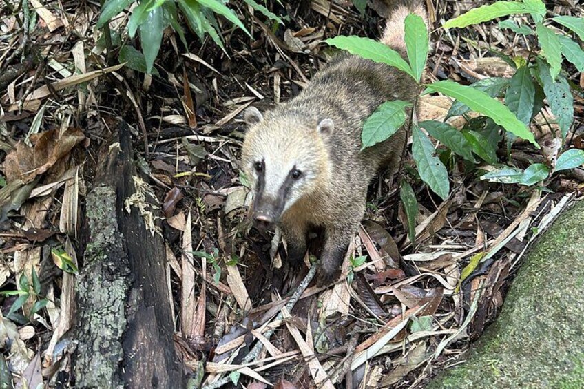 A raccoon in a forested area with leaf litter and green foliage. 2
