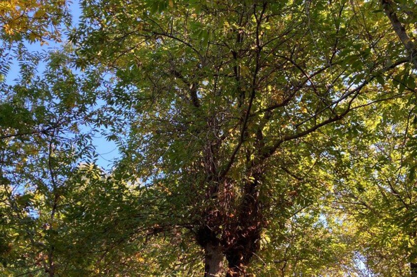 A tree with green leaves and a clear blue sky. 4
