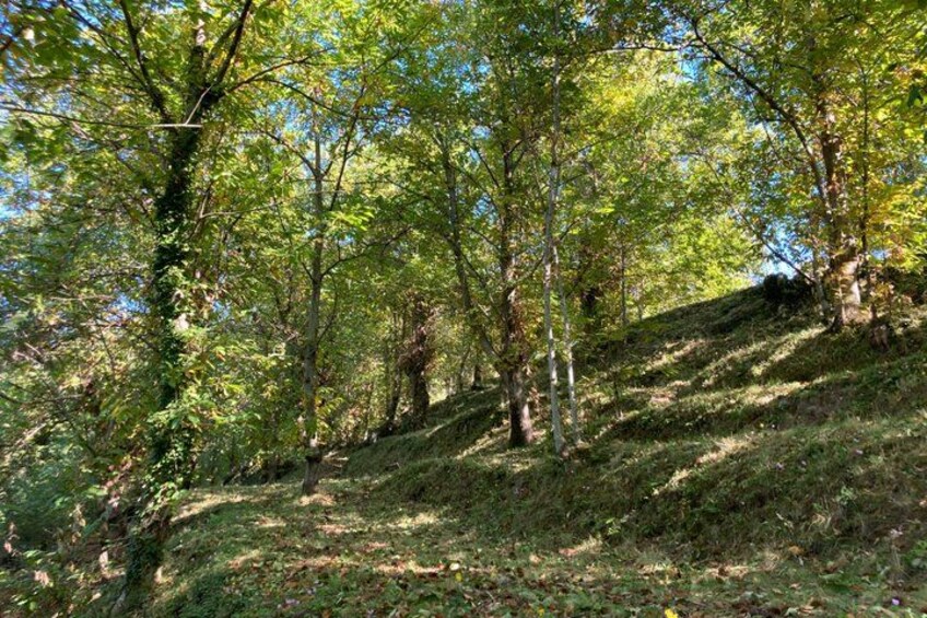 A forested hillside with trees and a grassy slope. 5