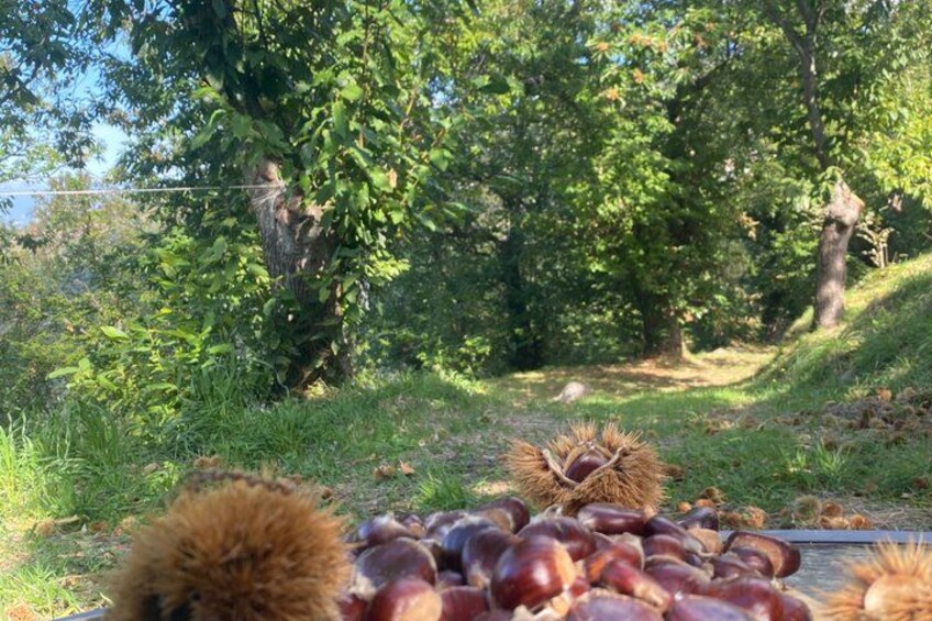 A collection of chestnuts on the ground with trees in the background. 1