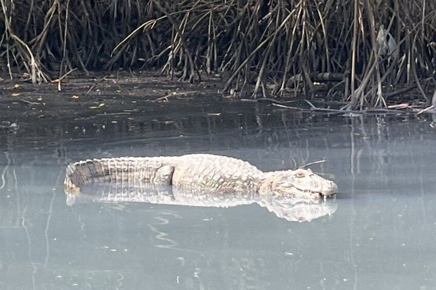 A large alligator partially submerged in water with a dense thicket of reeds in the background. 4