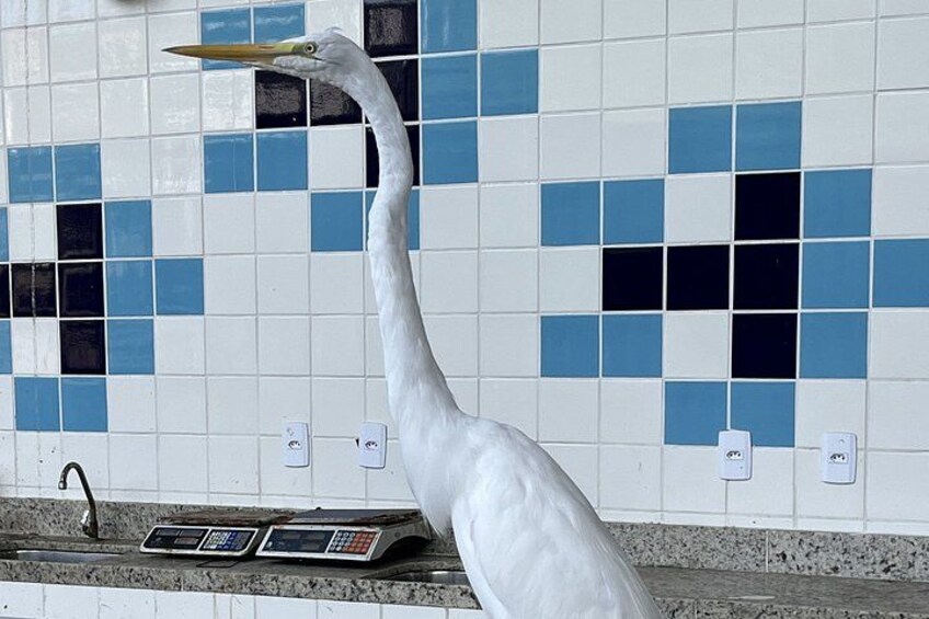 A white bird, possibly a heron, standing on a tiled floor with a digital scale. 2
