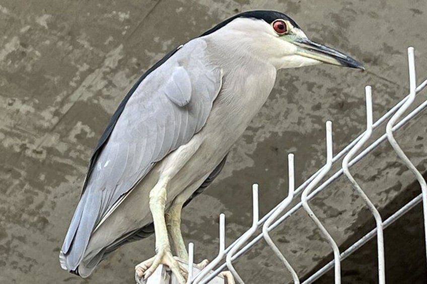 A bird perched on a metal fence. 3