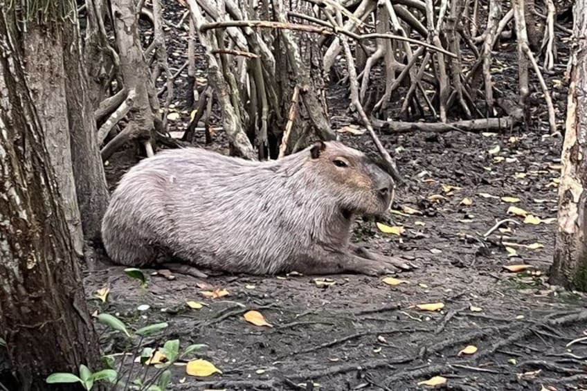A capybara resting among roots and leaves in a forested area. 5