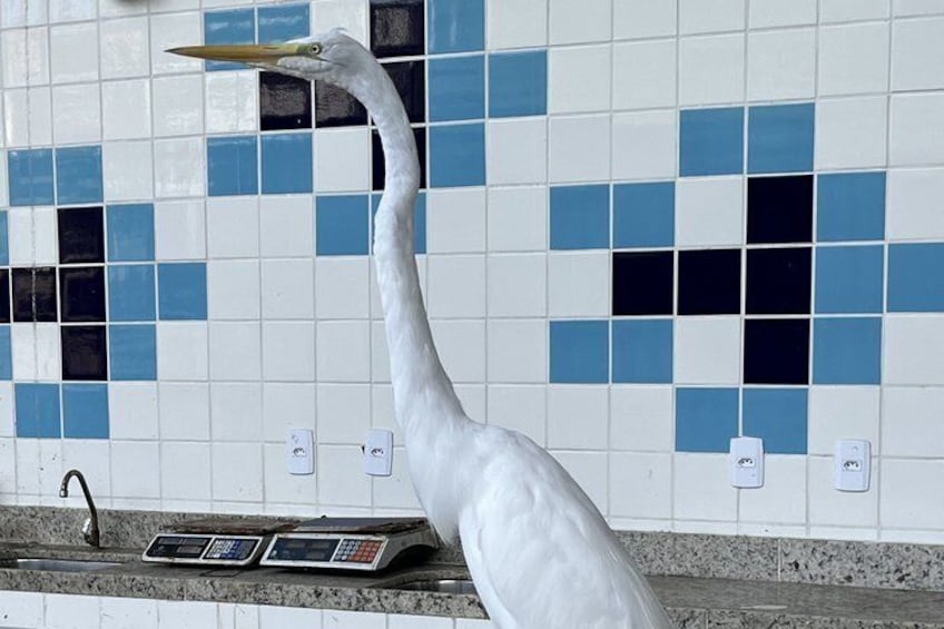 A white heron standing on a tiled floor with a digital scale and a faucet. 2