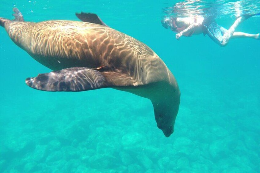 Une tortue de mer nageant sous l’eau, avec un plongeur en arrière-plan. 1