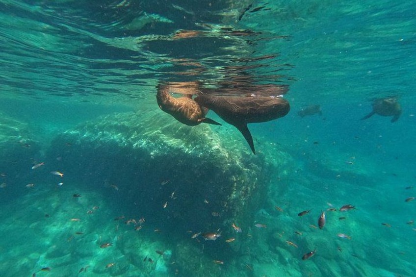 A large marine mammal swimming underwater, surrounded by clear blue water and various small fish. 4