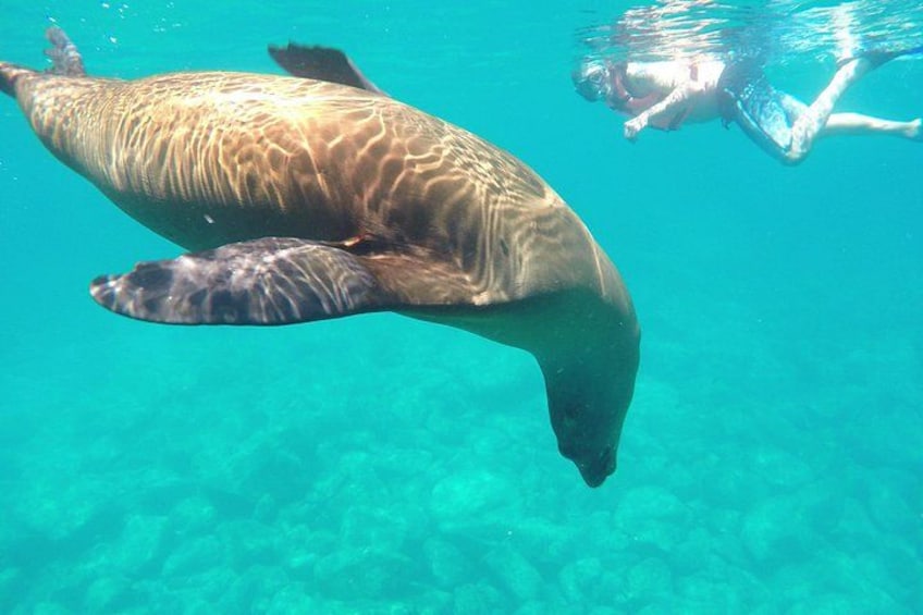 A sea turtle swimming underwater with a diver in the background. 1