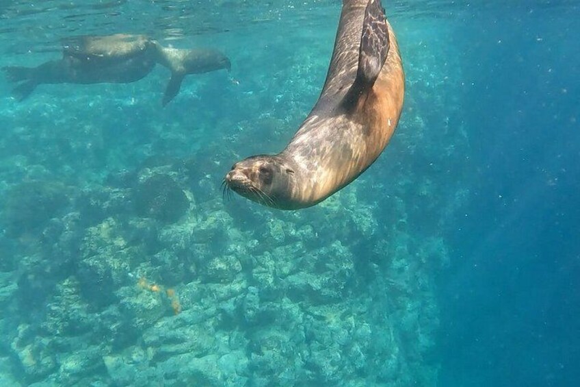 A seal swimming underwater with clear blue water and visible rocks. 5