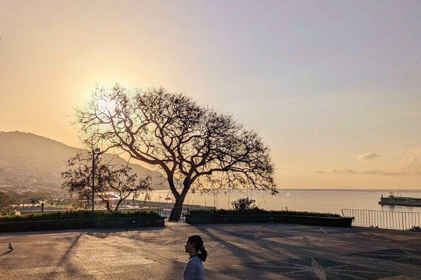 A leafless tree in a park with a sunset in the background. 5