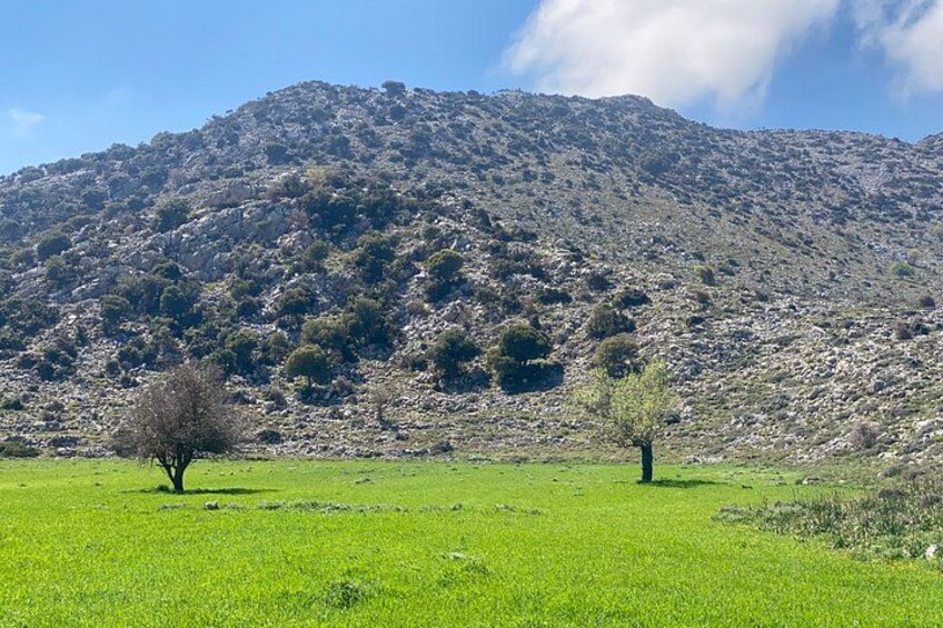 A mountainous landscape with green fields and two trees. 2