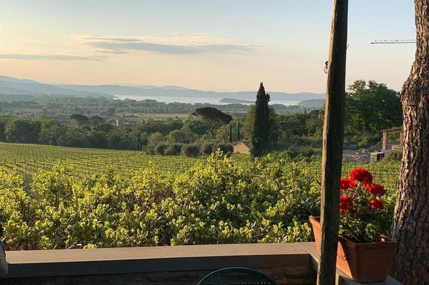 A vineyard with rows of grapevines, a tree, and a distant view of hills and a body of water. 4