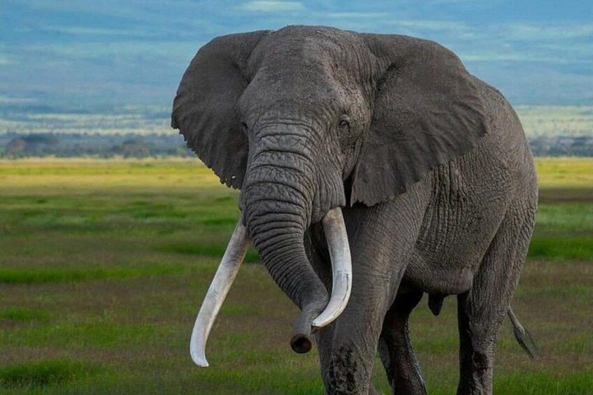 1 - Day shared Tsavo East Safari from Malindi & Watamu 2