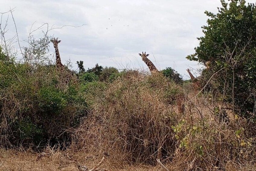 1 - Day shared Tsavo East Safari from Malindi & Watamu 4