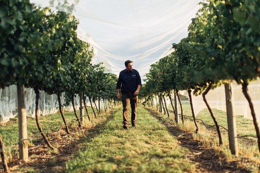 A person walking through a vineyard with rows of grapevines. 2