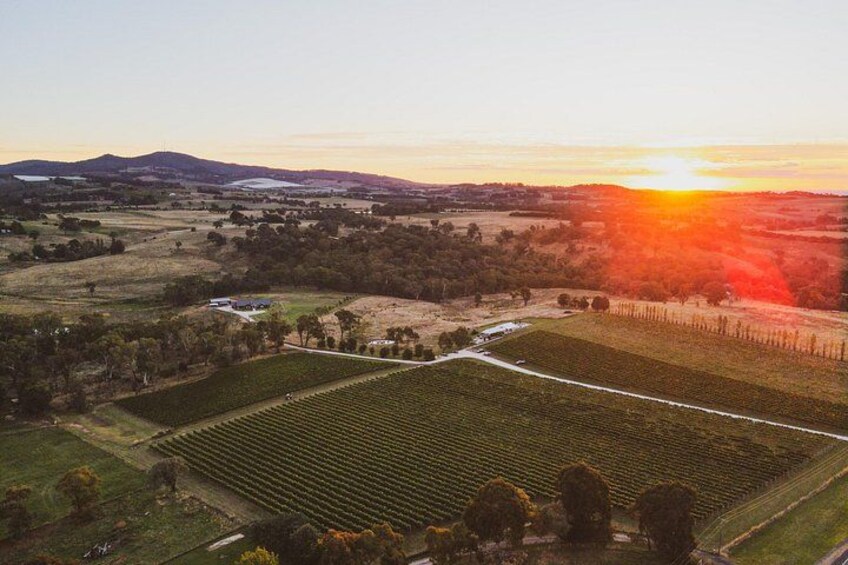 A vineyard at sunset with rows of grapevines, a fence, and distant hills. 4