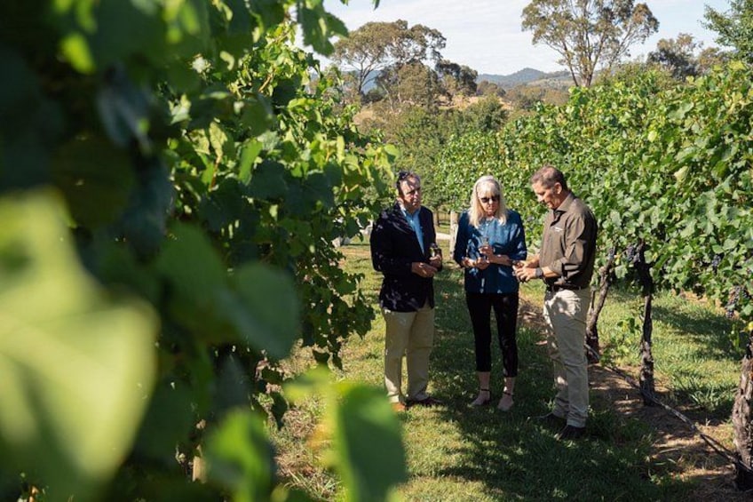 A vineyard with rows of grapevines and a group of people standing among them. 1