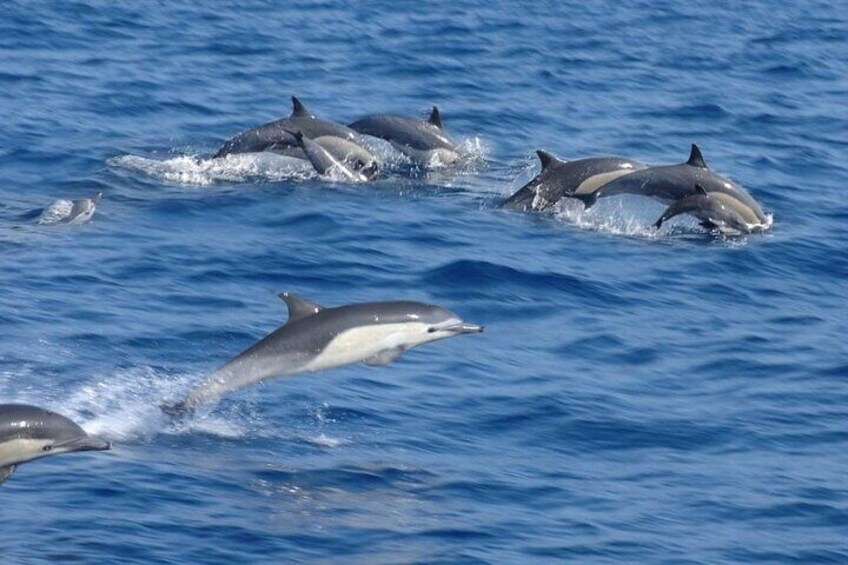 A group of dolphins swimming in the ocean. 1