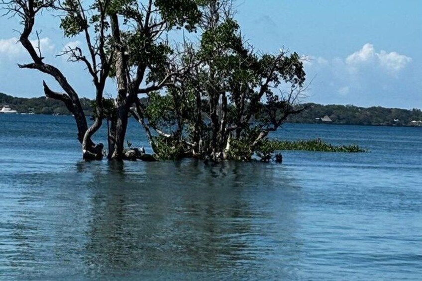 1 Day Wasini Dolphin Tour From Diani Beach 5