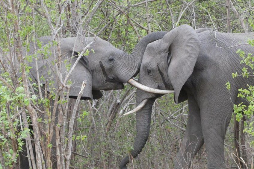4 Day South Luangwa National Park Safari Adventure 1