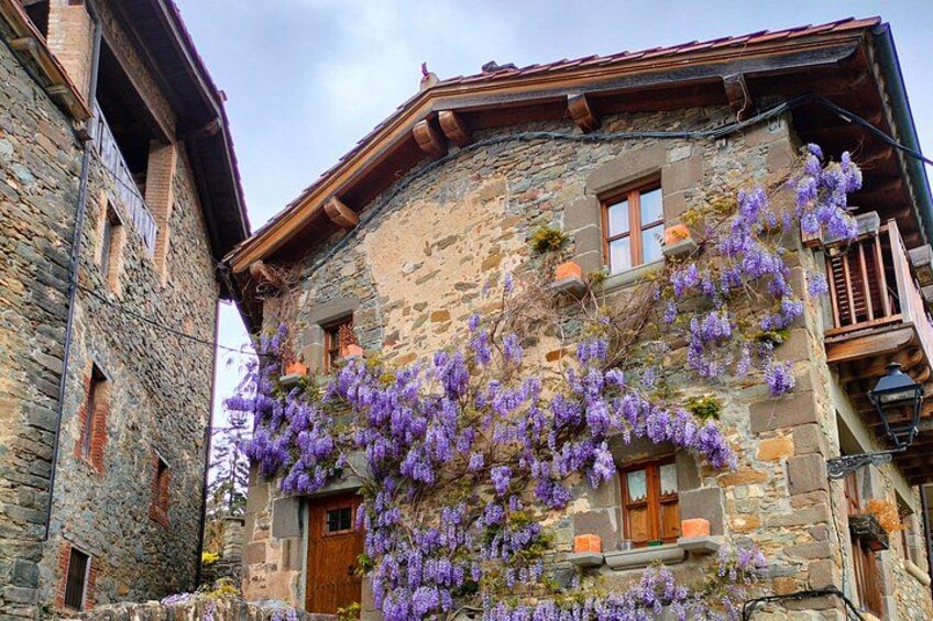 En bygning i sten med en trædør og -vinduer, dækket af lilla wisteria-ranker. 3