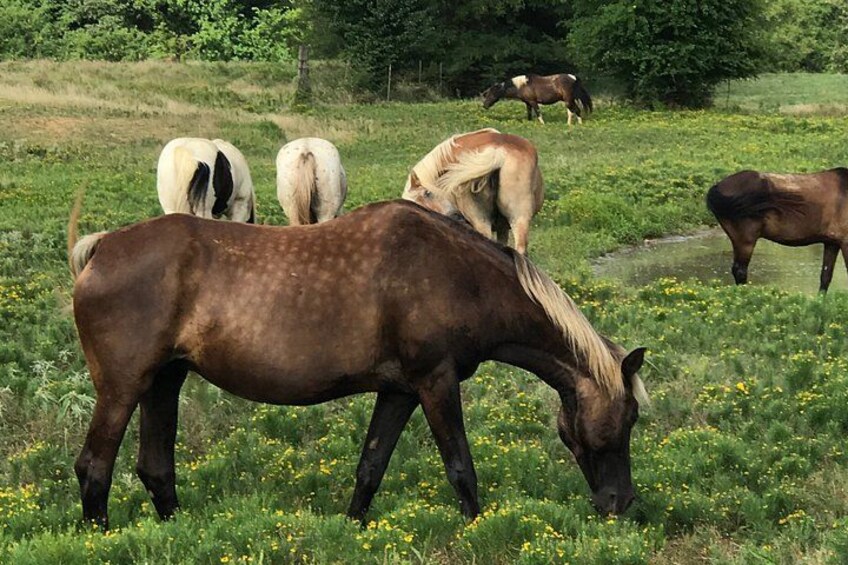 A group of horses grazing in a grassy field with trees in the background. 4