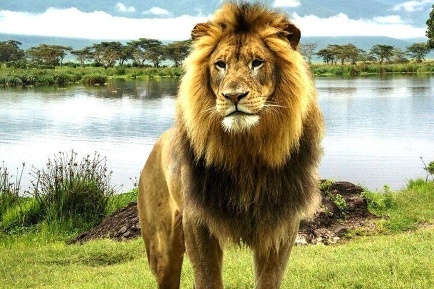 A lion standing by a lake with trees and grass in the background. 4