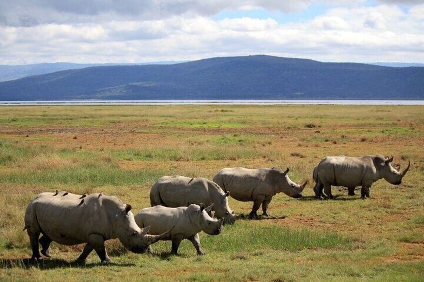 A group of rhinos in a grassy field with mountains in the background. 3
