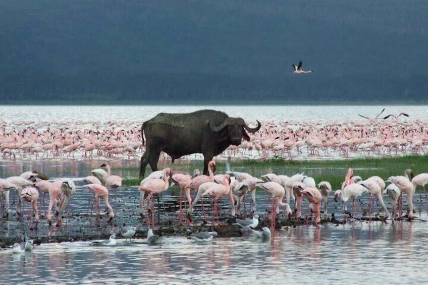 A bull standing in shallow water with flamingos and seagulls around it. 2