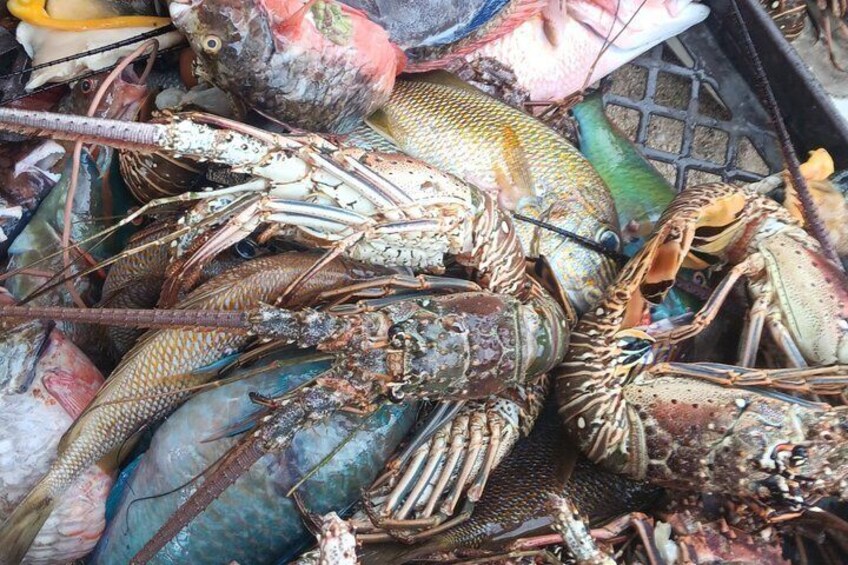 A variety of seafood including lobsters, crabs, and fish in a basket. 3