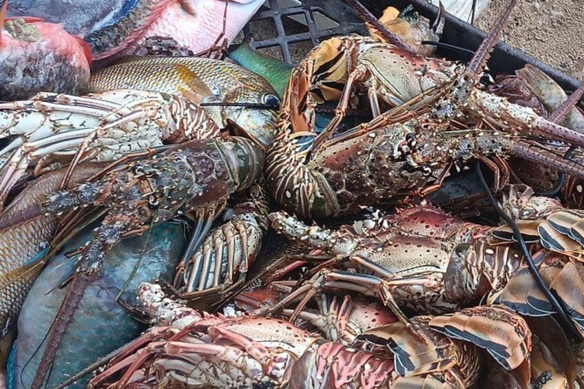 Un ensemble de homards dans un récipient. 2