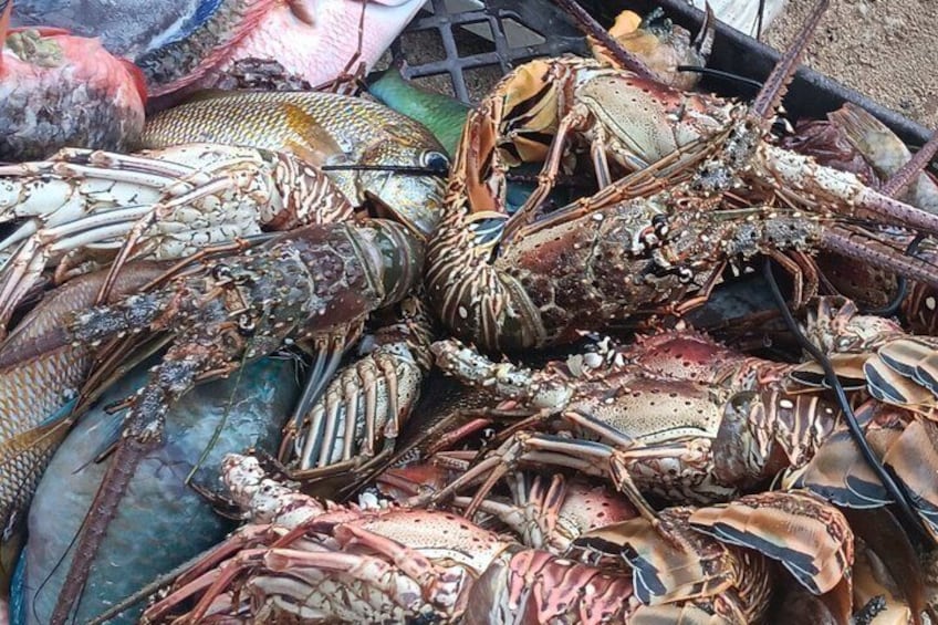 A pile of lobsters on a blue surface. 2