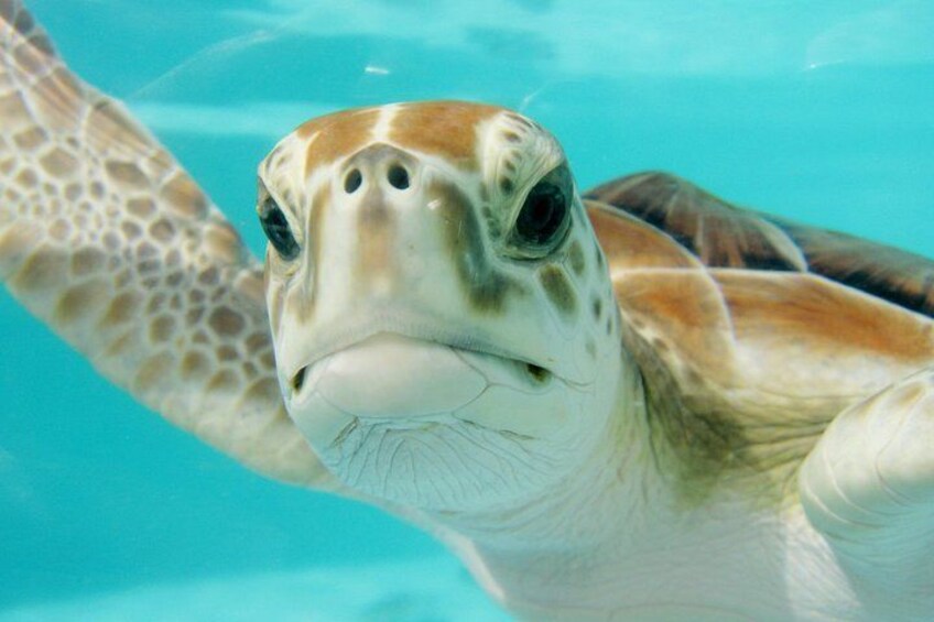 A sea turtle swimming in clear blue water. 1