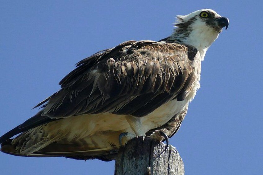 An osprey perched on a wooden post. 2