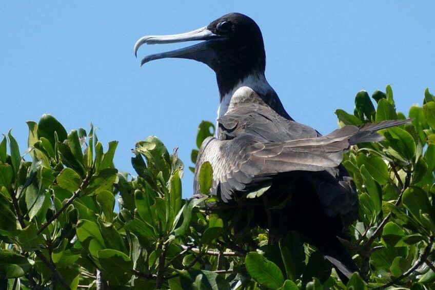 A large bird with a long beak perched on green foliage. 5
