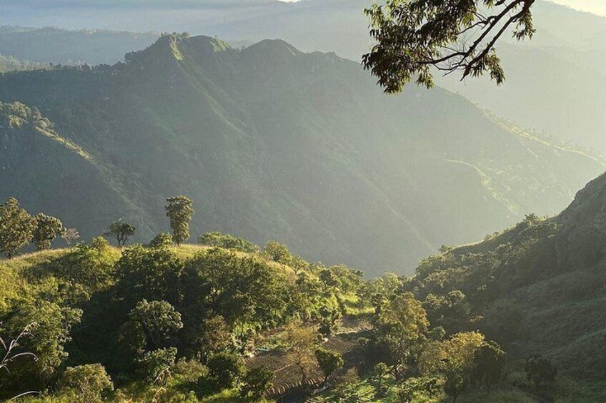 A mountainous landscape with dense greenery and a single tree in the foreground. 1